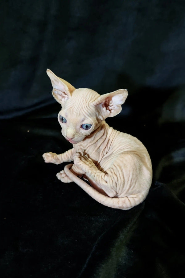 Adorable Bambino Kitten with wrinkled skin and big ears, perfect for snuggles
