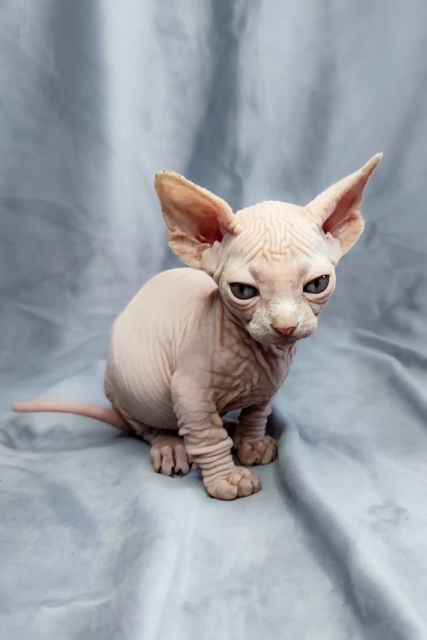 Adorable Bambino Kitten with wrinkled skin and large ears, perfect for cuddles