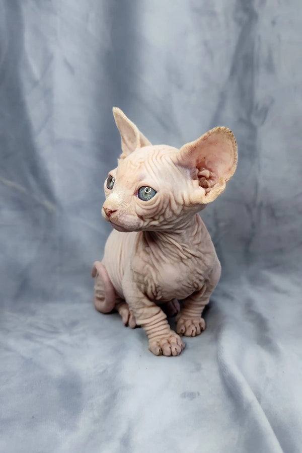Adorable Bambino Kitten with wrinkled pink skin and big ears, perfect for cuddles