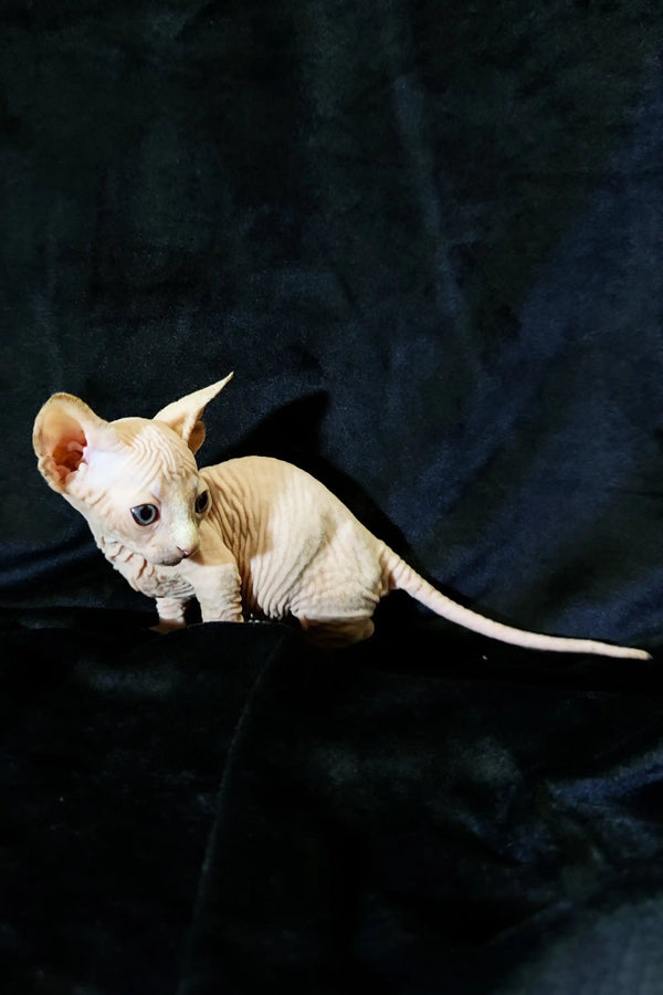 Adorable Hairless Sphynx Bambino Kitten with big ears and a thin tail