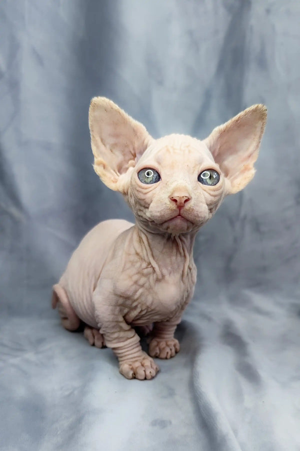 Adorable Bambino Kitten Cashew with large ears and big eyes, super cute and hairless