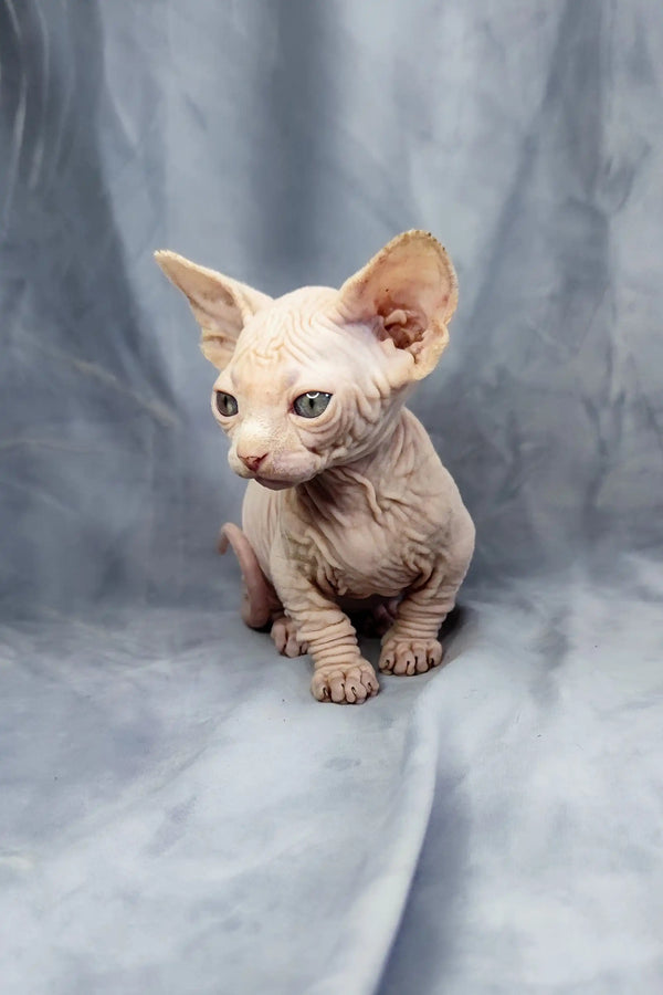 Adorable Bambino Kitten with wrinkled skin and big ears looking cute as ever