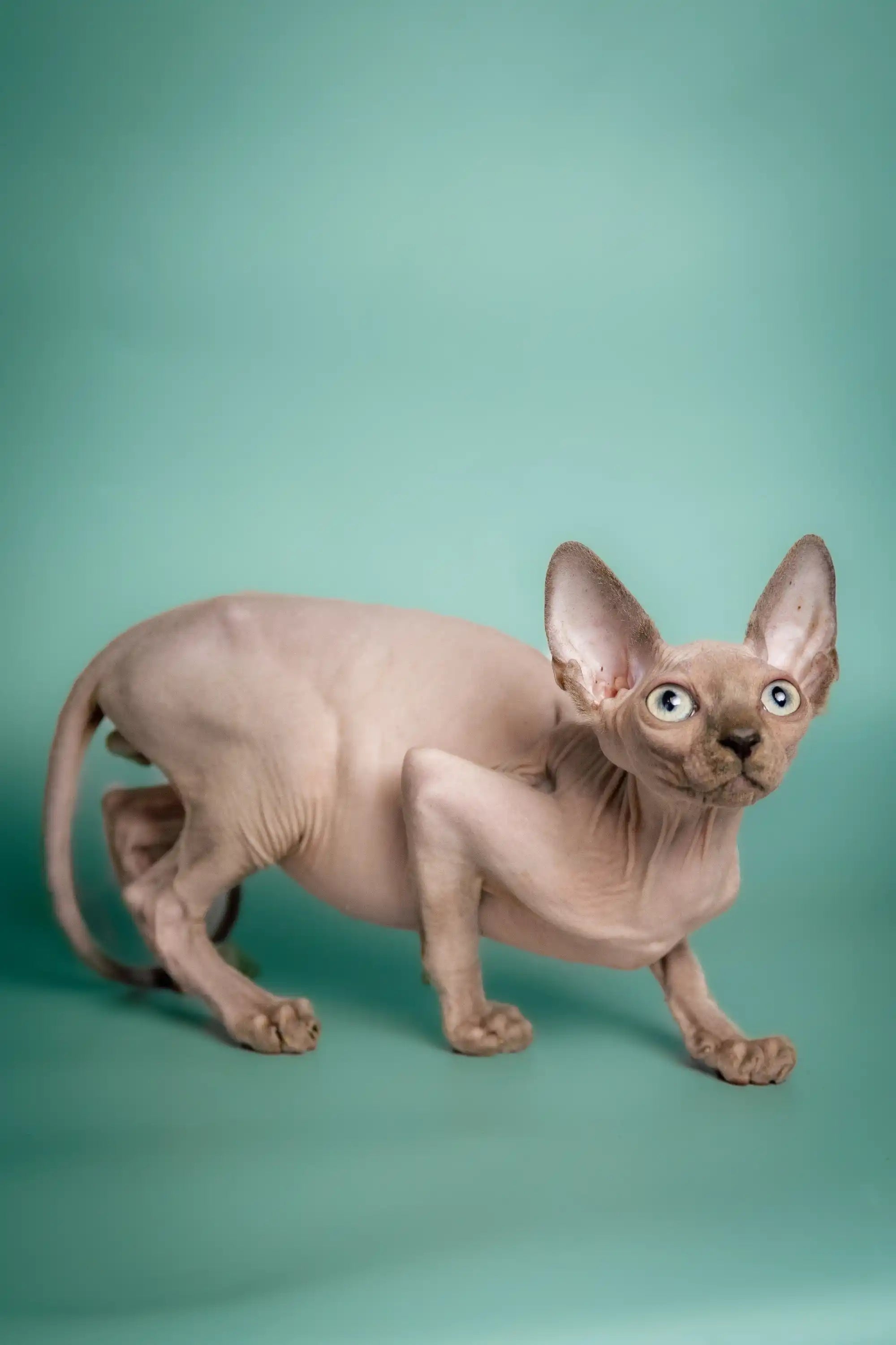 Hairless Sphynx Cats & Kittens for Sale Cashew | Kitten
