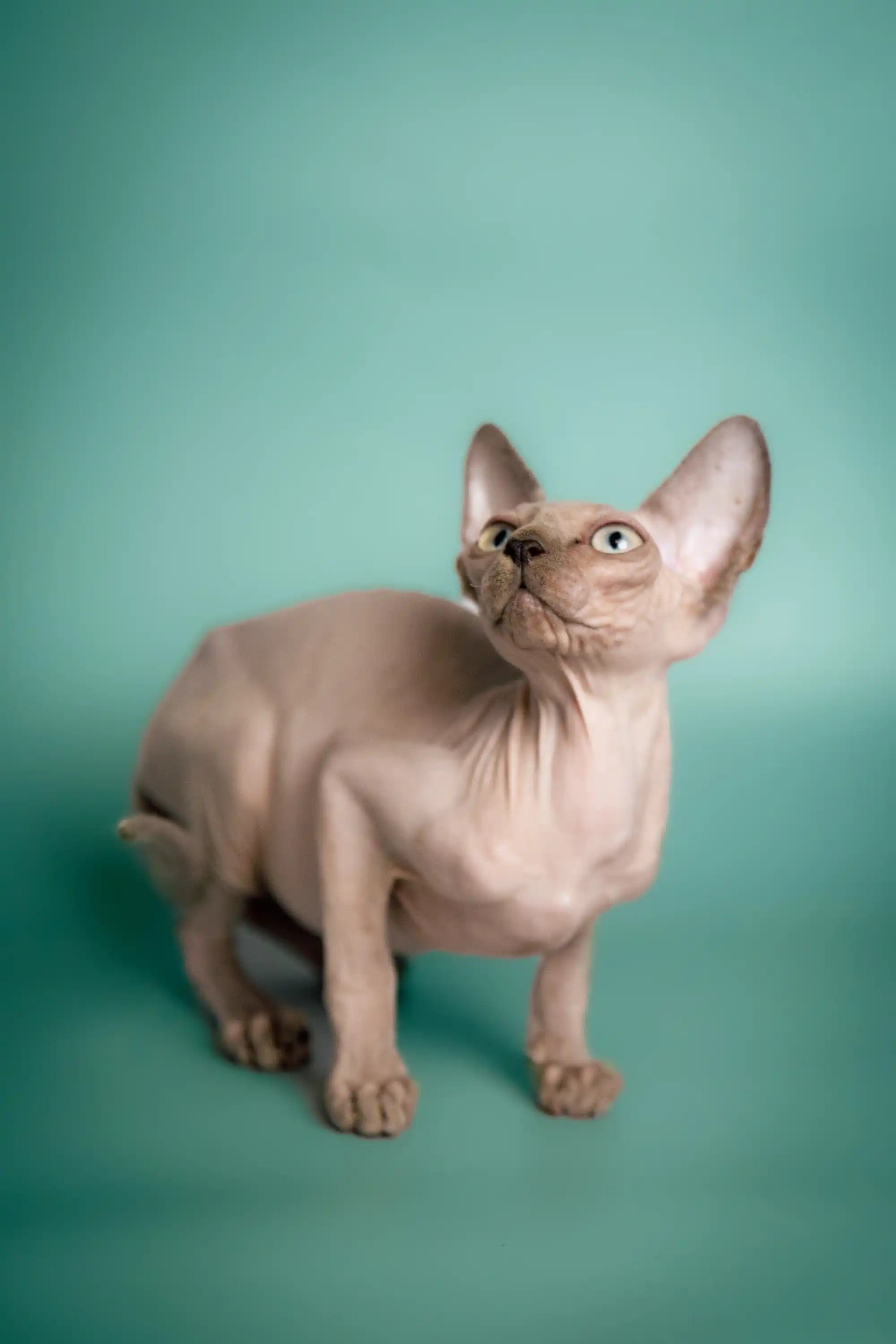 Hairless Sphynx Cats & Kittens for Sale Cashew | Kitten