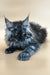 Long-haired gray Casimir Maine Coon kitten with bright green eyes lying down