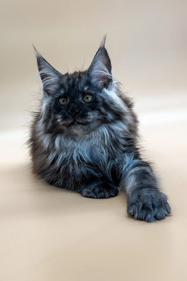 Fluffy gray Maine Coon kitten named Casimir with ear tufts and an alert look