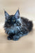 Fluffy gray Maine Coon kitten Casimir with piercing green eyes and cute ear tufts