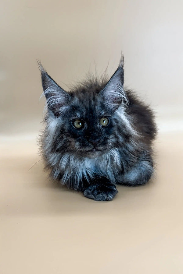 Fluffy gray Maine Coon kitten named Casimir with striking green eyes