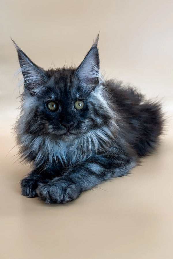 Fluffy gray Maine Coon Kitten Casimir with striking green eyes and ear tufts