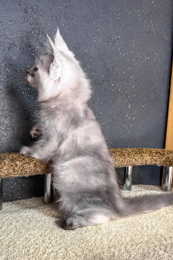 Casp | maine coon kitten