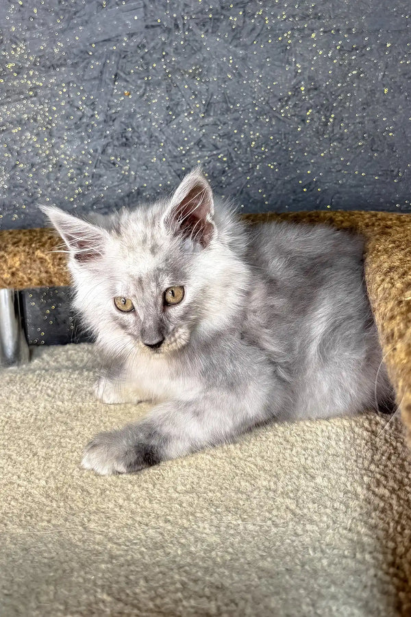 Casp | maine coon kitten