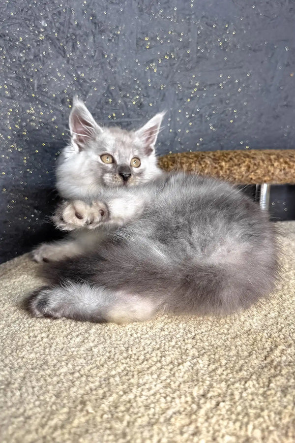 Casp | maine coon kitten