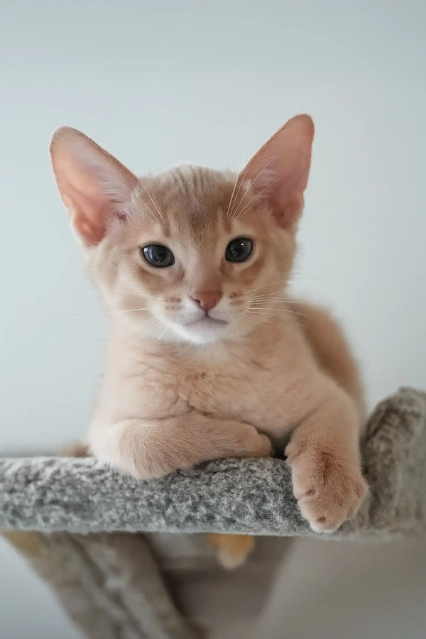 Casper | abyssinian kitten