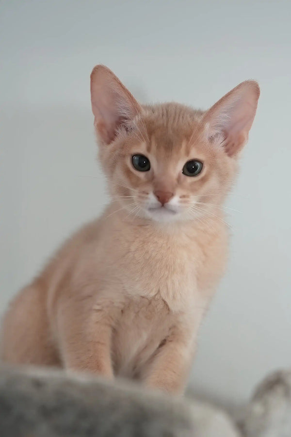 Casper | abyssinian kitten