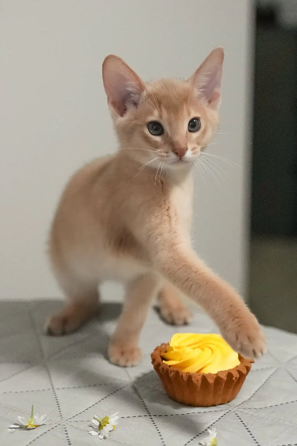 Casper | abyssinian kitten