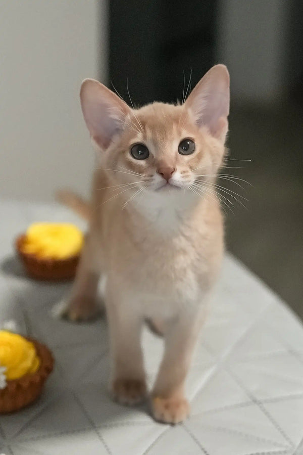 Casper | abyssinian kitten
