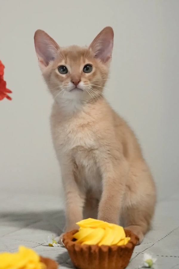 Casper | abyssinian kitten