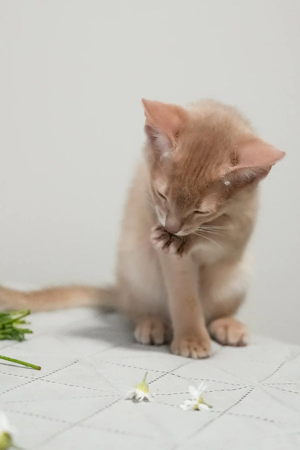 Casper | abyssinian kitten