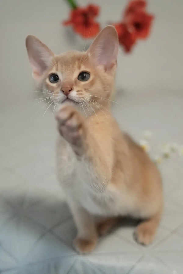 Casper | abyssinian kitten