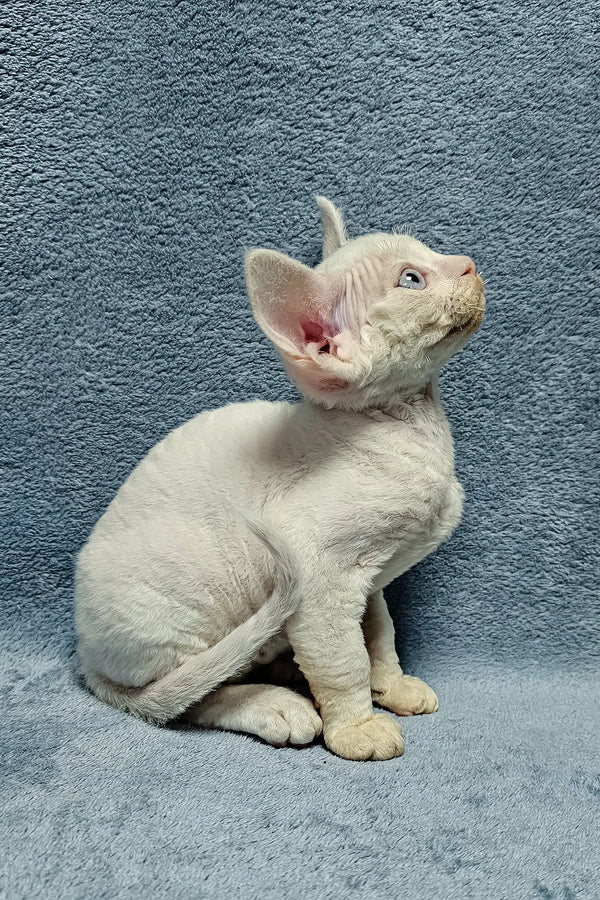 Adorable White Devon Rex kitten named Casper, perfect for cuddles and playtime