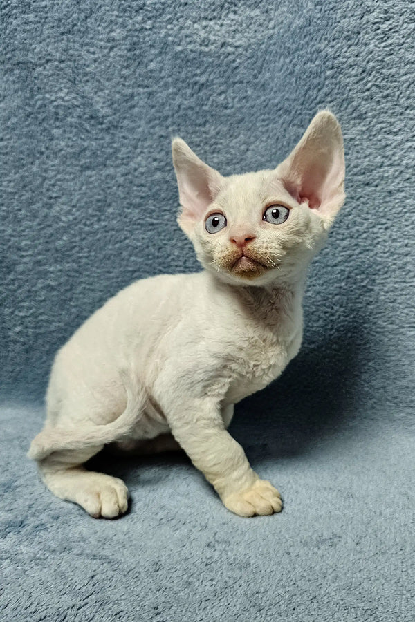 Adorable White Devon Rex Kitten named Casper ready for fun and cuddles