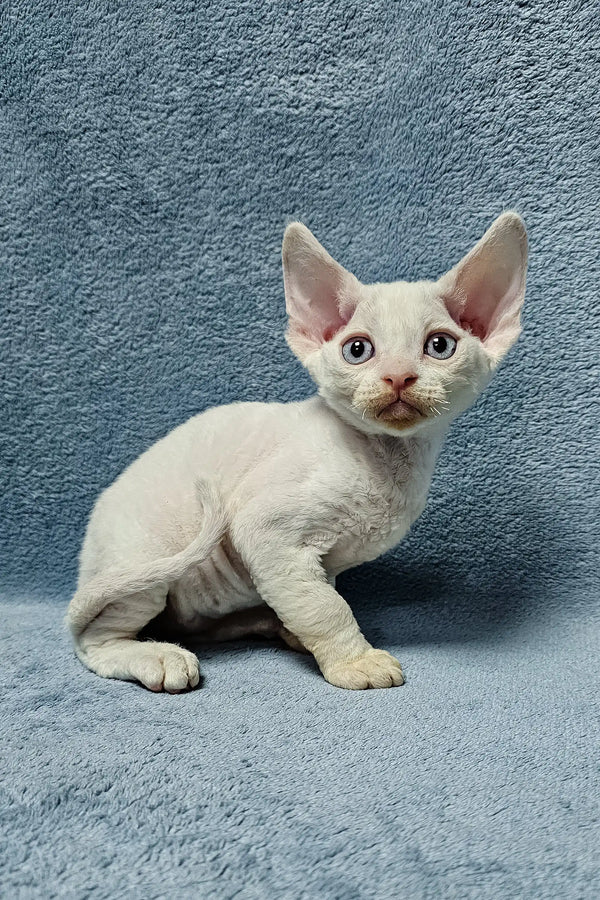 White Devon Rex kitten named Casper in a cozy setting for pet lovers