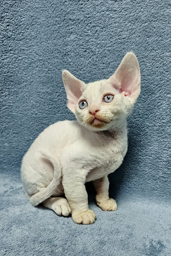 Adorable White Devon Rex kitten named Casper ready to be your new furry friend