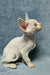 Cute White Devon Rex kitten named Casper in a cozy pose for pet lovers