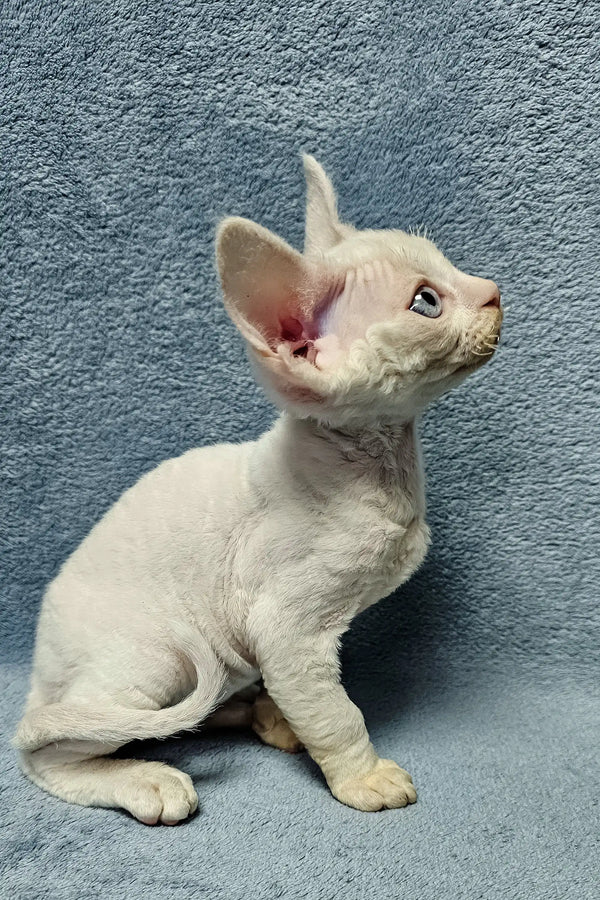 Cute White Devon Rex kitten named Casper in a cozy pose for pet lovers