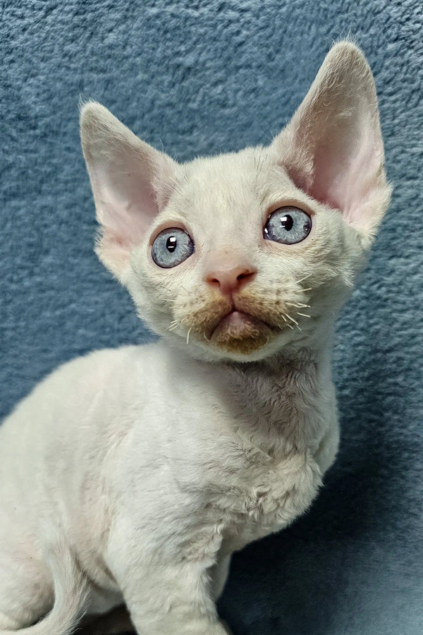 Adorable White Devon Rex kitten named Casper ready to bring joy to your home