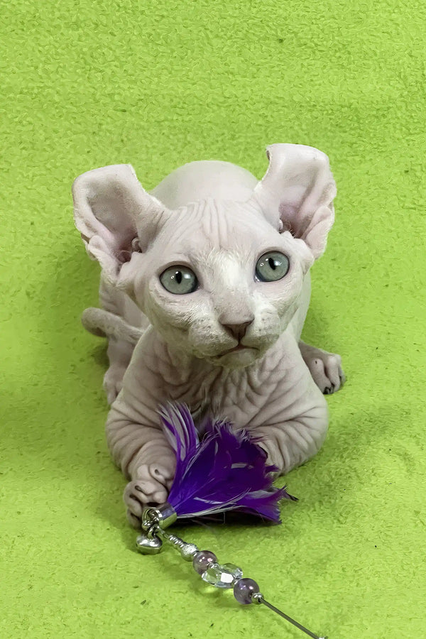Casper | dwelf sphynx kitten