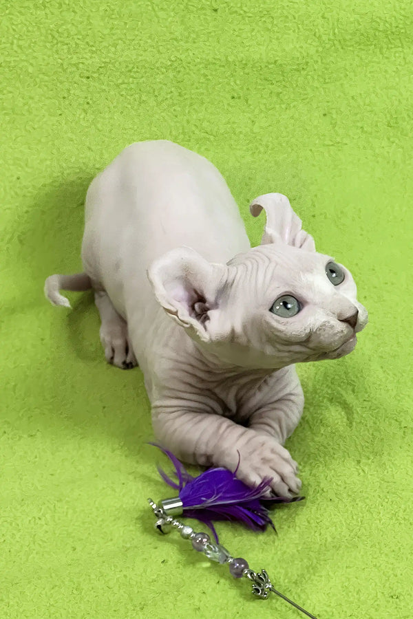 Casper | dwelf sphynx kitten