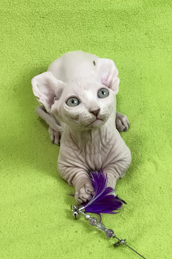 Casper | dwelf sphynx kitten