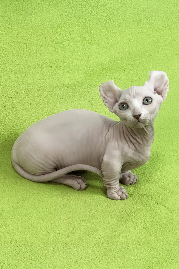 Casper | dwelf sphynx kitten