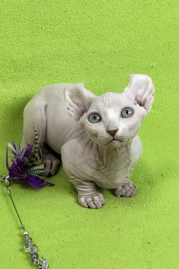 Casper | dwelf sphynx kitten