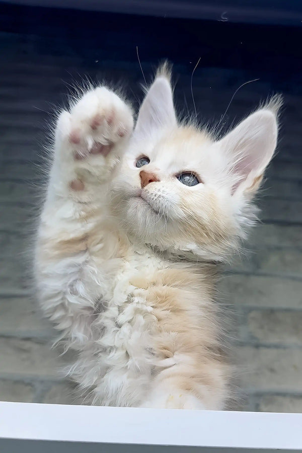 Casper | maine coon kitten
