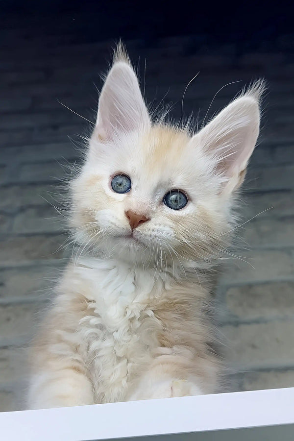 Casper | maine coon kitten
