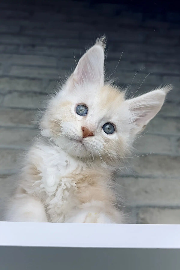 Casper | maine coon kitten
