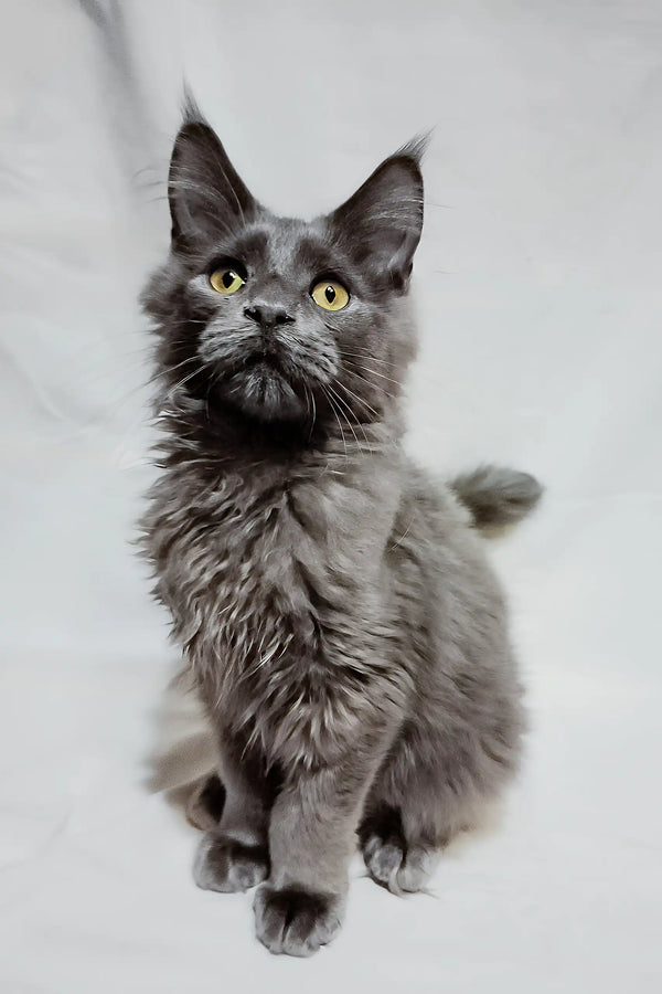 Casper | maine coon kitten
