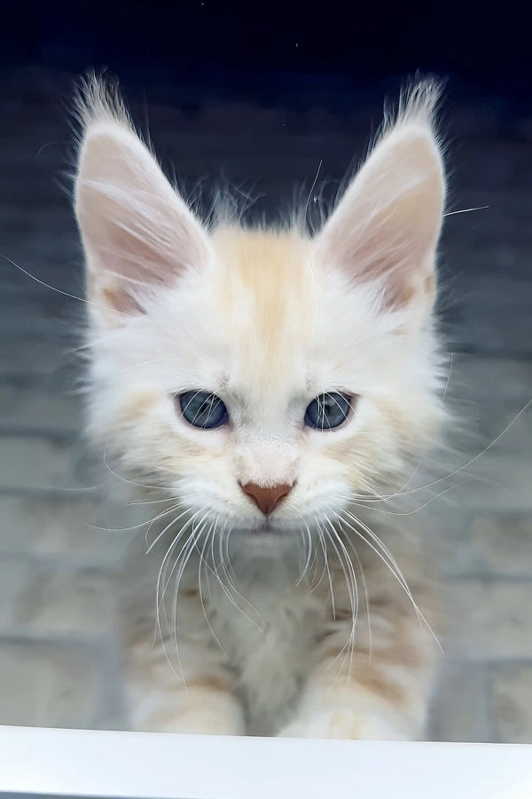 Casper | maine coon kitten