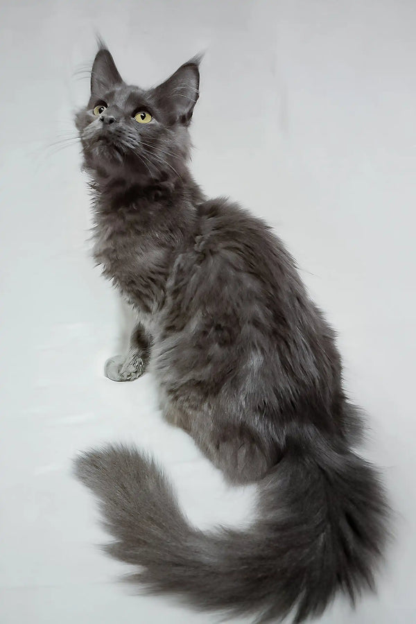 Casper | maine coon kitten