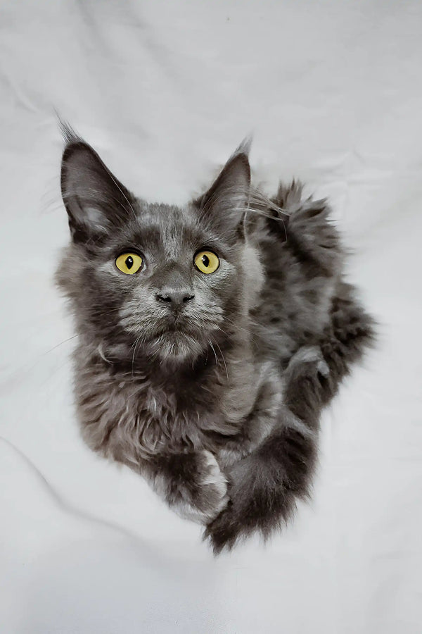Casper | maine coon kitten