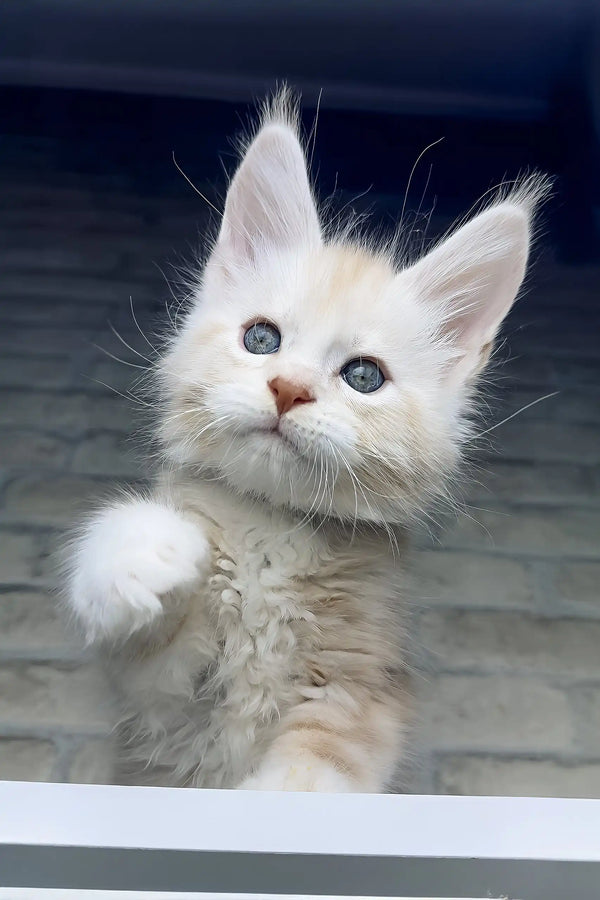 Casper | maine coon kitten