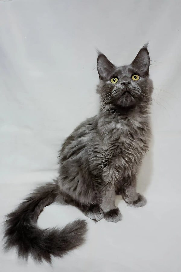 Casper | maine coon kitten