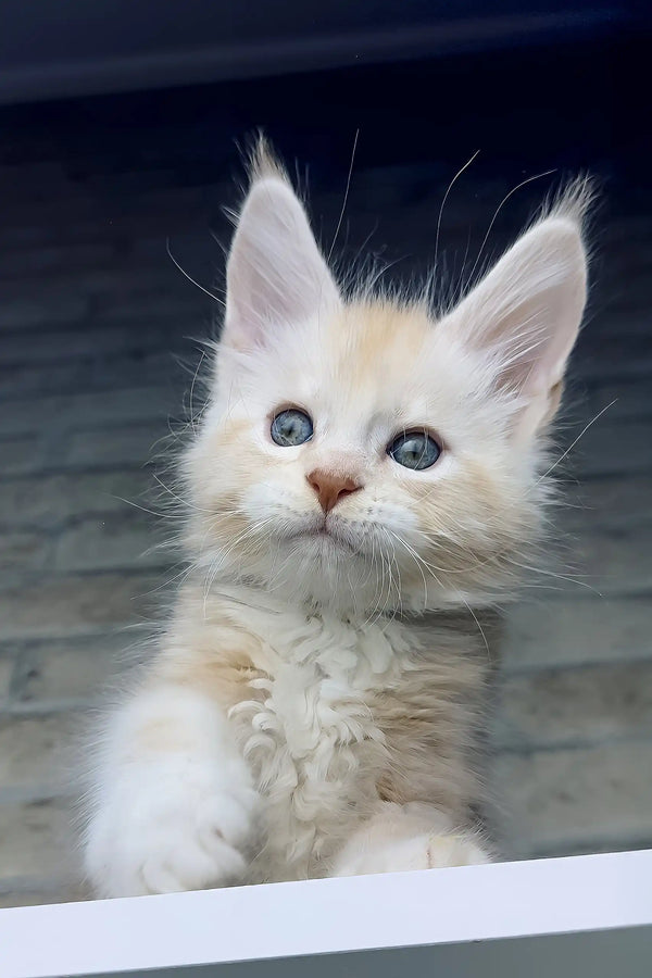 Casper | maine coon kitten