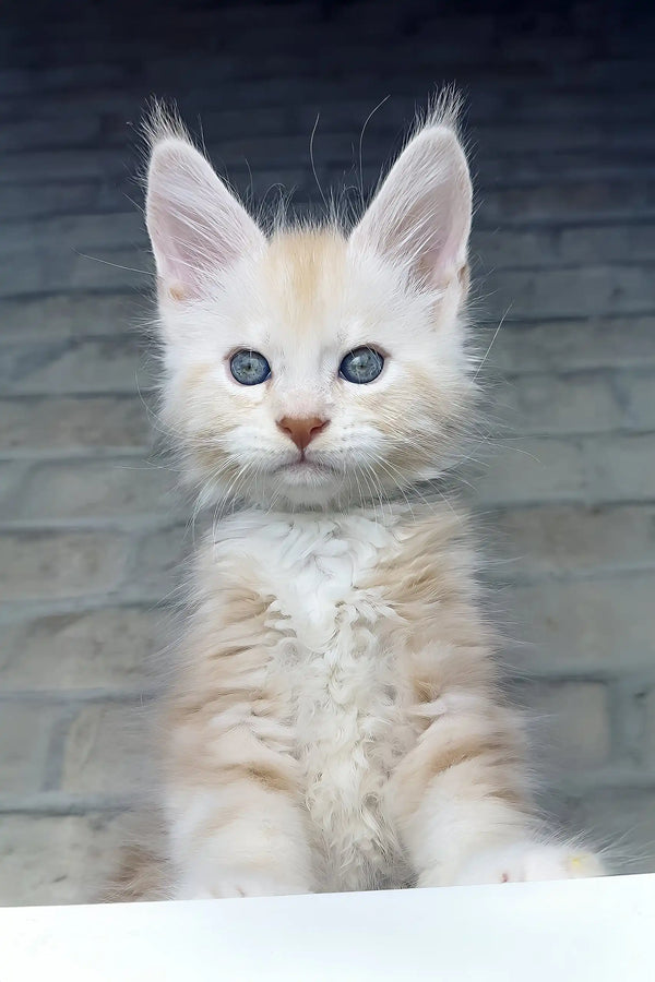 Casper | maine coon kitten
