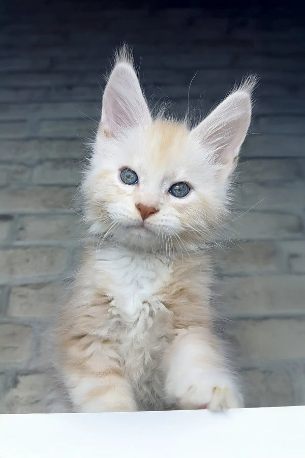 Casper | maine coon kitten