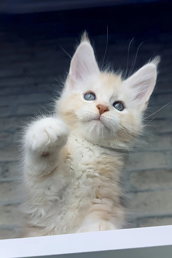 Casper | maine coon kitten