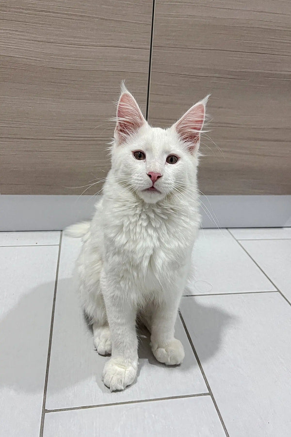 White Maine Coon kitten Casper showing off fluffy coat and cute ear tufts