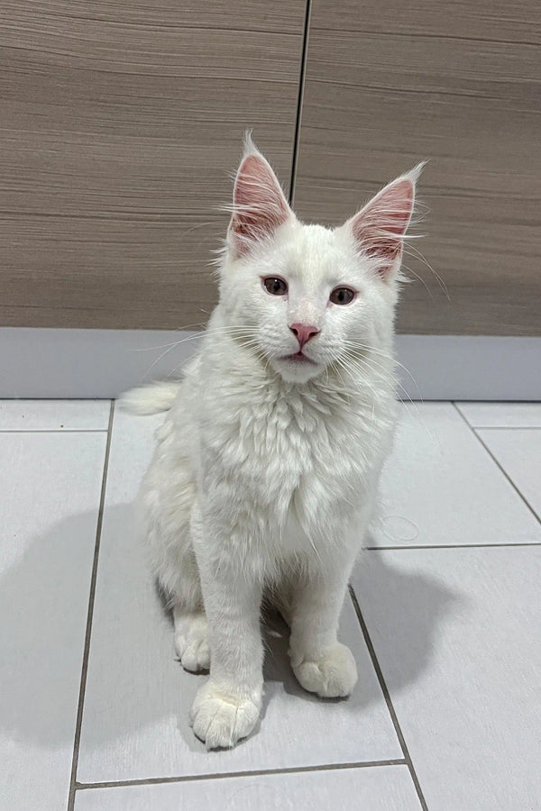 White Maine Coon Kitten Casper with fluffy fur and cute ear tufts for a perfect pet